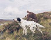 托马斯 布林克斯 : An English and Irish Setter on a Moor